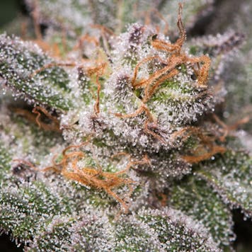 Photo of Grape Calyx